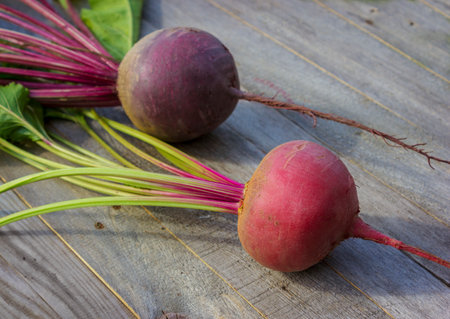 Freshly harvested beets of two varieties lie on a wooden old tableの写真素材