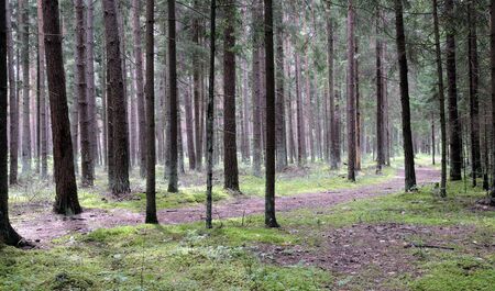Coniferous wood. Summer midday. Solar beams shine a wood footpath. Silence and a pacification