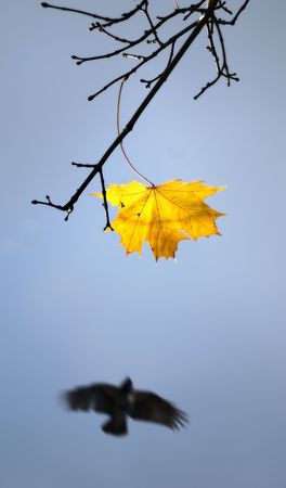 Autumn wind and flight of a birdの写真素材