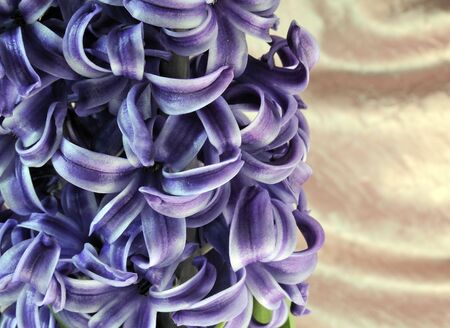Beauty blossoming hyacinth flowerの写真素材