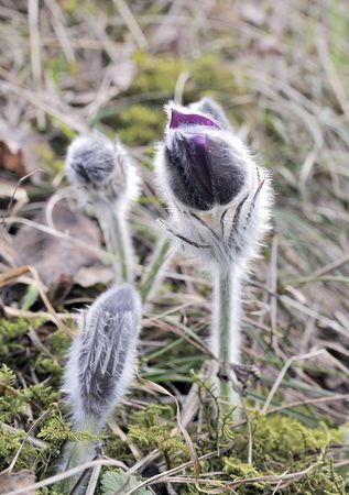The pasque flower  early in the morning