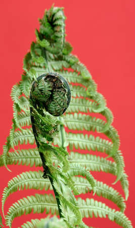 Fern leaves isolated on a red backgroundの写真素材
