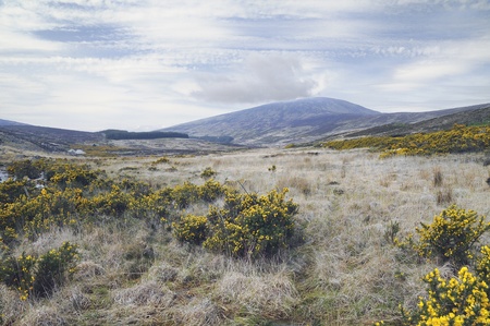 Day at County Wicklow mountains  Spring season  Blossoming bushの写真素材