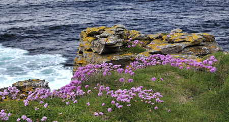 Muckross Head, county Donegal coast  Flowering Thrift or Sea Pink - Armeria maritimaの写真素材
