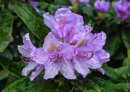 Blooming rhododendron bush in a gardenの写真素材
