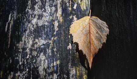 Autumn is coming, autumn is coming… Macro photography, contrast image, old wooden wall and...