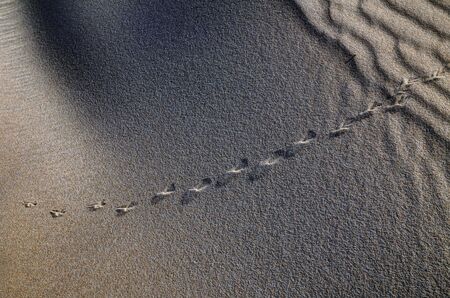 Dunes life, lizard footprints in the sand. Light and shadows.の写真素材