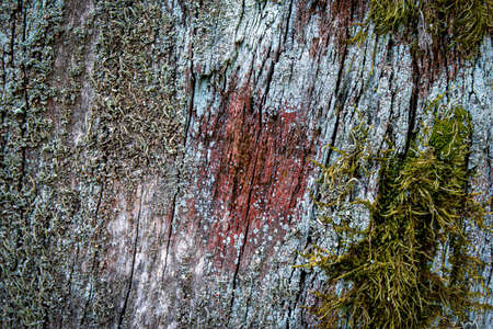Old wood stump texture. Moss covered, grunge,small mushrooms.の写真素材
