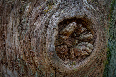 Old wood stump, damage wooden structure.. Color wooden texture
