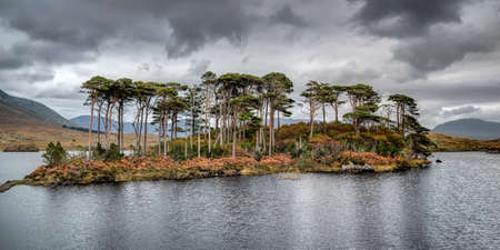 Pine Island in Connemara, Derryclare lough,  Co. Galway, Ireland. Popular tourist destination. Mountains in the background. Natural Irish landscape. Selective focus.の写真素材