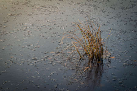 Dry reeds frozen in ice. Morning light. Natural background with first ice on the surface of the...