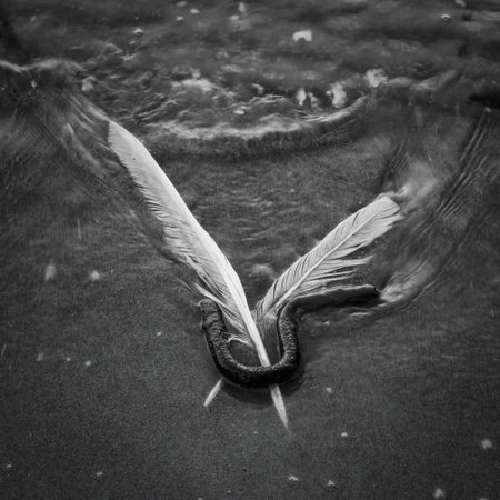 The last flight of a seagull. Seagull feathers in moving sea water. Black & White image. Selective focus.の写真素材