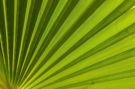 Palm leaf is textureの写真素材