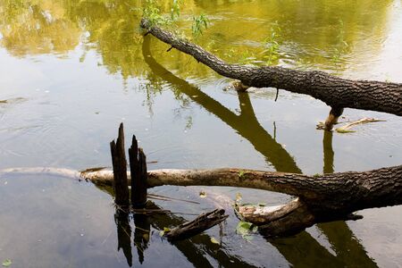 Trunk of tree in waterの写真素材
