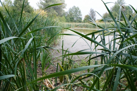 Cattail on shoreの写真素材