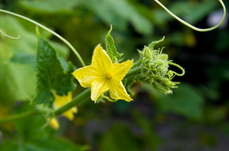 Flowers of cucumberの写真素材