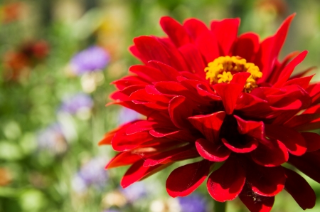 Zinniaの写真素材