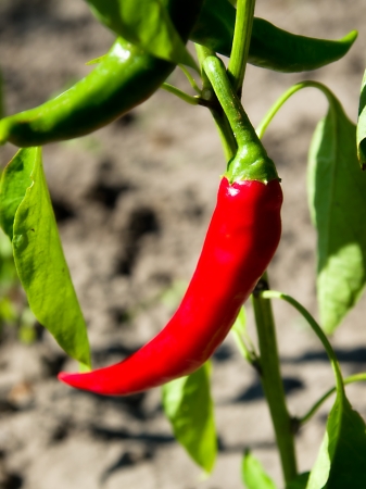 Pepper redの写真素材