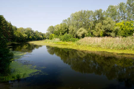 River in a forestの写真素材