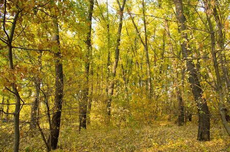 Autumn goldの写真素材