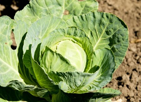 Cabbageの写真素材