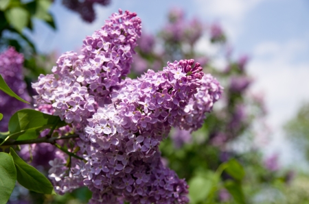 Lilac floweringの写真素材