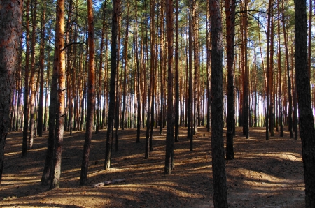 Forest a pineの写真素材