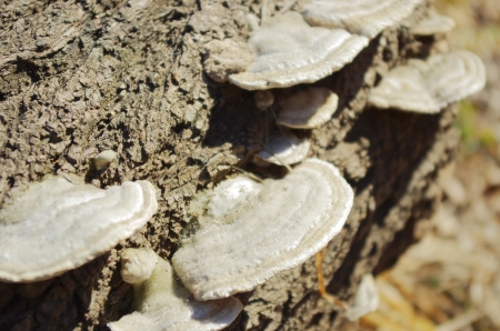 Mushrooms on a treeの写真素材
