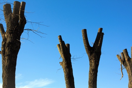 Trunks of trees with the sawed down branches