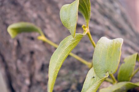 Sprig of mistletoeの写真素材