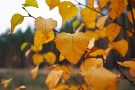 Autumn leaves of birchの写真素材
