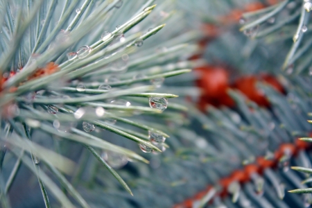 Drops of water on a needleの写真素材