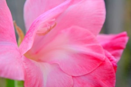 Gladiolus pinkの写真素材