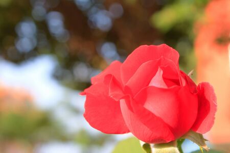 Rosa redの写真素材