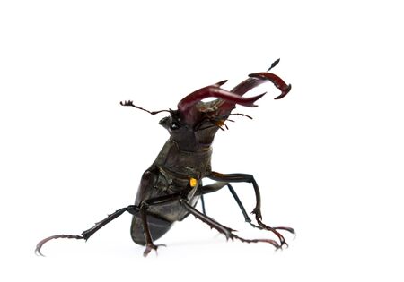 Stag Beetleの写真素材