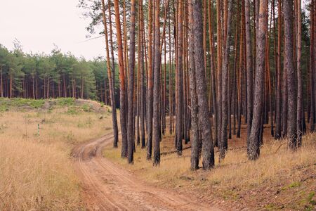 Forest roadの写真素材