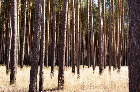 Dry grass in a pine-woodの写真素材