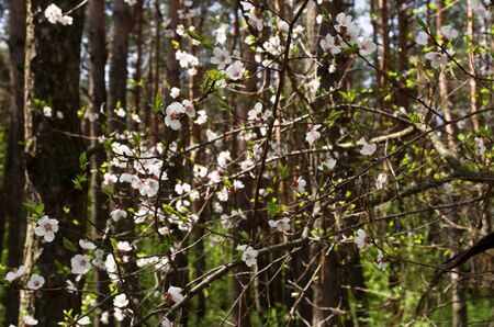 Sprig is flowering in a forestの写真素材