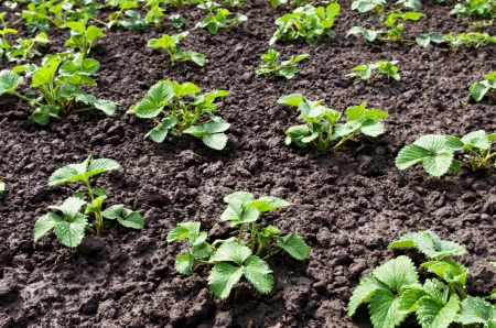 Sprouts of strawberry on a bedの写真素材