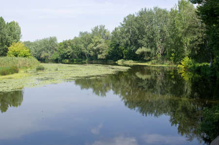 River in a forestの写真素材