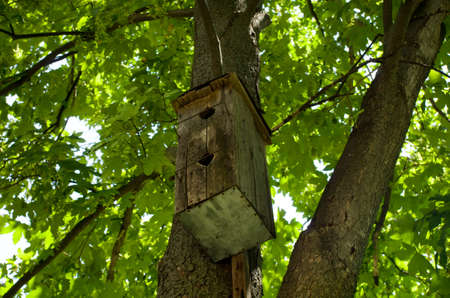 Starling-house on a treeの写真素材