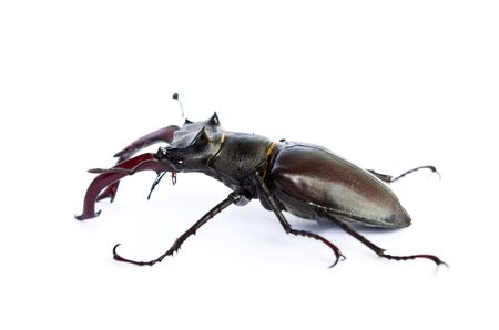 Rhinoceros beetle isolated on whiteの写真素材