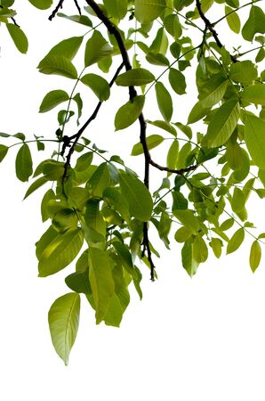Branch of walnut on a white backgroundの写真素材