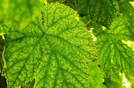 Leaves of vineの写真素材