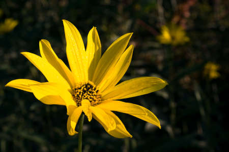 Yellow flower