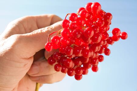 Berries in a handの写真素材