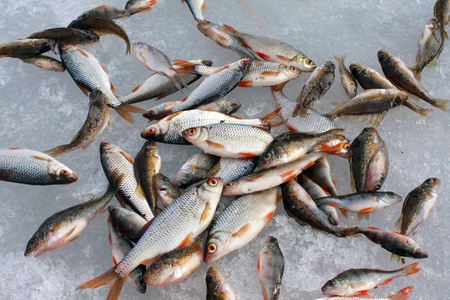 Catch of fish on ice
