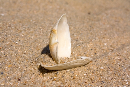 Sail cockleshellの写真素材
