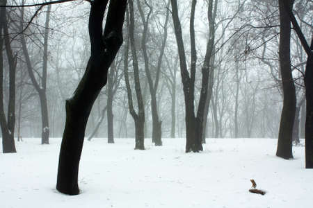 Misty forestの写真素材