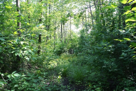 Summer forestの写真素材